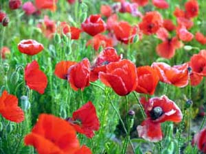 20061106203701-amapolas.jpg