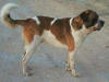 20070614111524-perro.jpg