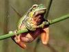 20071009120340-images-ranita.jpg