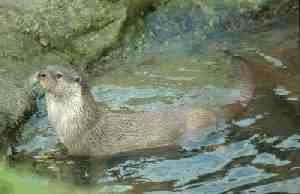 20071023160729-nutria.jpg