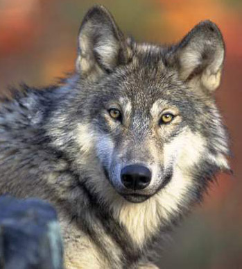 20071025132641-lobo.jpg